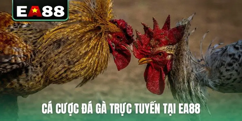 Cá cược đá gà trực tuyến tại EA88